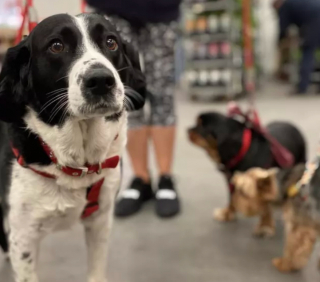 Illustration de l'article : 17 photos de chiens fans de shopping