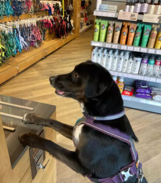 Illustration de l'article : 17 photos de chiens fans de shopping