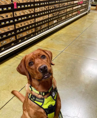 Illustration de l'article : 17 photos de chiens fans de shopping