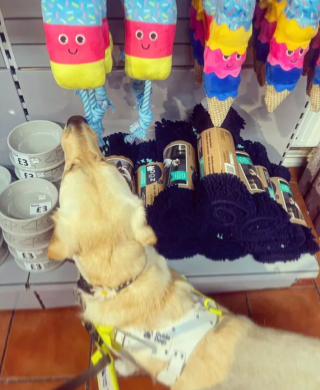Illustration de l'article : 17 photos de chiens fans de shopping