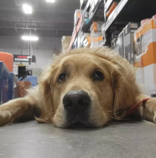 Illustration de l'article : 17 photos de chiens fans de shopping