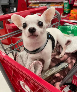 Illustration de l'article : 17 photos de chiens fans de shopping