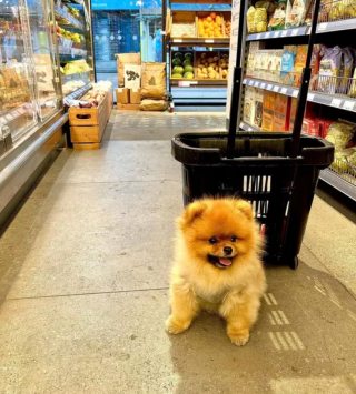 Illustration de l'article : 17 photos de chiens fans de shopping