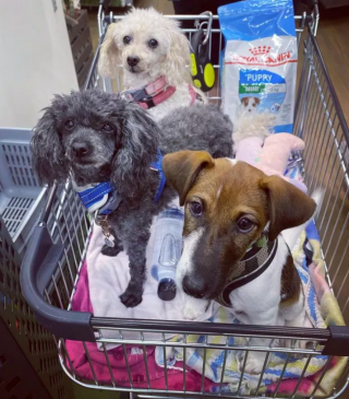 Illustration de l'article : 17 photos de chiens fans de shopping