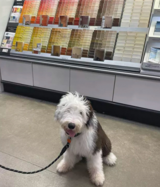 Illustration de l'article : 17 photos de chiens fans de shopping