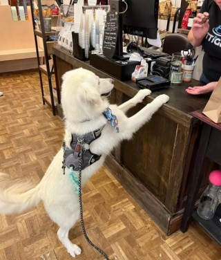 Illustration de l'article : 17 photos de chiens fans de shopping