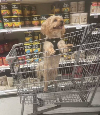 Illustration de l'article : 17 photos de chiens fans de shopping