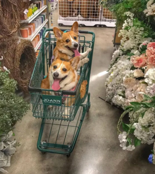 Illustration de l'article : 17 photos de chiens fans de shopping