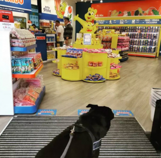 Illustration de l'article : 17 photos de chiens fans de shopping