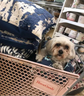 Illustration de l'article : 17 photos de chiens fans de shopping