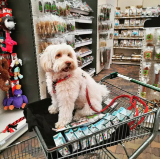 Illustration de l'article : 17 photos de chiens fans de shopping