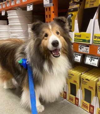 Illustration de l'article : 17 photos de chiens fans de shopping