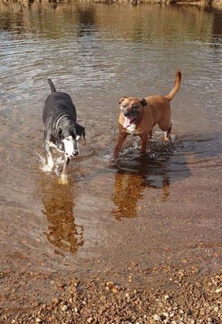 Illustration de l'article : Un chien est emmené en urgence chez un vétérinaire après avoir bu l’eau d’une rivière