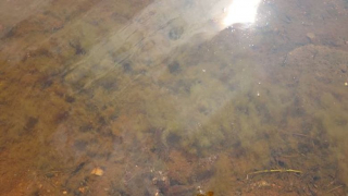 Illustration de l'article : Un chien est emmené en urgence chez un vétérinaire après avoir bu l’eau d’une rivière