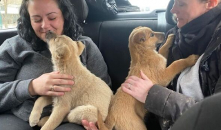Illustration de l'article : L’effusion de joie de 2 chiots recueillis par des bénévoles après avoir été sauvés de l'errance au bord d'une autoroute (vidéo)