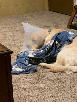 Illustration de l'article : Un chien espiègle transforme sa collerette vétérinaire en accessoire de mode (vidéo)