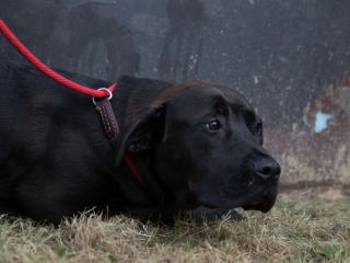 Illustration de l'article : Après avoir recueilli un chien abandonné par ses maîtres, ce refuge a bien du mal à réparer son cœur brisé !