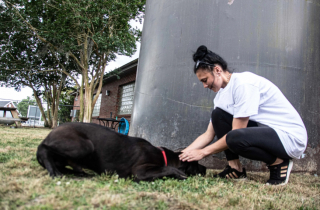 Illustration de l'article : Après avoir recueilli un chien abandonné par ses maîtres, ce refuge a bien du mal à réparer son cœur brisé !