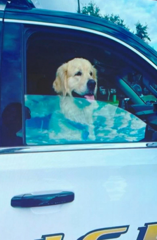 Illustration de l'article : Un voleur s'empare d'une voiture avec un chien à l'intérieur, sa propriétaire assiste à la scène avec une grande détresse