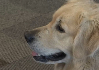 Illustration de l'article : Un voleur s'empare d'une voiture avec un chien à l'intérieur, sa propriétaire assiste à la scène avec une grande détresse