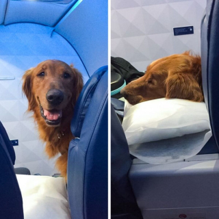 Illustration de l'article : 17 photos de chiens grâce auxquels les voyages dans les transports en commun deviennent plus plaisants