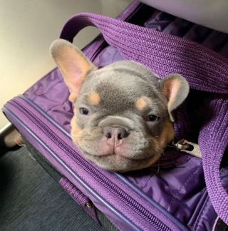 Illustration de l'article : 17 photos de chiens grâce auxquels les voyages dans les transports en commun deviennent plus plaisants