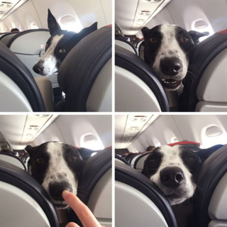 Illustration de l'article : 17 photos de chiens grâce auxquels les voyages dans les transports en commun deviennent plus plaisants