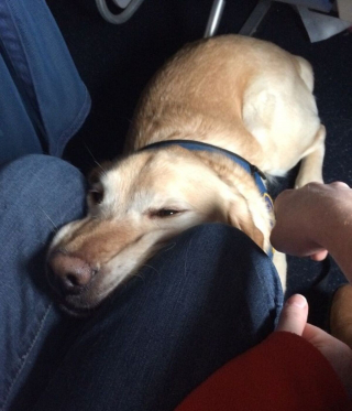 Illustration de l'article : 17 photos de chiens grâce auxquels les voyages dans les transports en commun deviennent plus plaisants