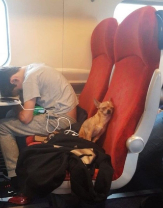 Illustration de l'article : 17 photos de chiens grâce auxquels les voyages dans les transports en commun deviennent plus plaisants