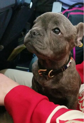 Illustration de l'article : 17 photos de chiens grâce auxquels les voyages dans les transports en commun deviennent plus plaisants