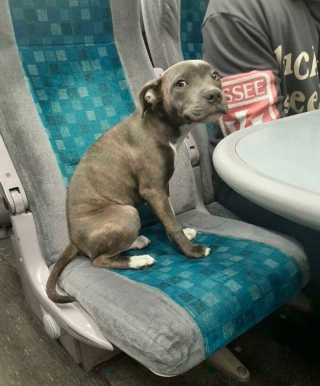 Illustration de l'article : 17 photos de chiens grâce auxquels les voyages dans les transports en commun deviennent plus plaisants