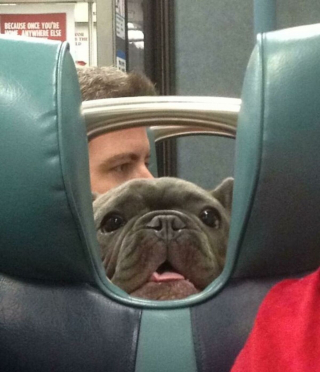 Illustration de l'article : 17 photos de chiens grâce auxquels les voyages dans les transports en commun deviennent plus plaisants