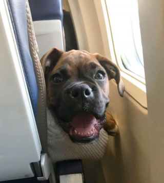 Illustration de l'article : 17 photos de chiens grâce auxquels les voyages dans les transports en commun deviennent plus plaisants