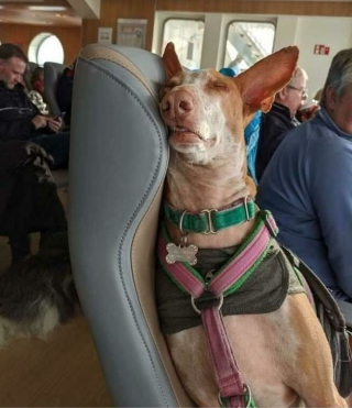 Illustration de l'article : 17 photos de chiens grâce auxquels les voyages dans les transports en commun deviennent plus plaisants