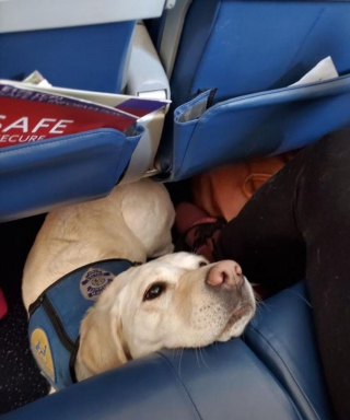 Illustration de l'article : 17 photos de chiens grâce auxquels les voyages dans les transports en commun deviennent plus plaisants