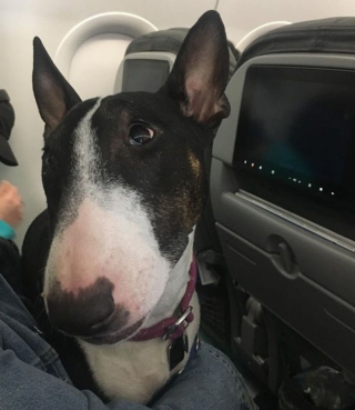 Illustration de l'article : 17 photos de chiens grâce auxquels les voyages dans les transports en commun deviennent plus plaisants