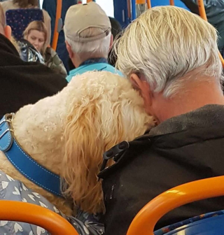 Illustration de l'article : 17 photos de chiens grâce auxquels les voyages dans les transports en commun deviennent plus plaisants