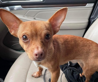 Illustration de l'article : Un homme essaye d’étrangler son chien parce qu’il a uriné sur sa veste