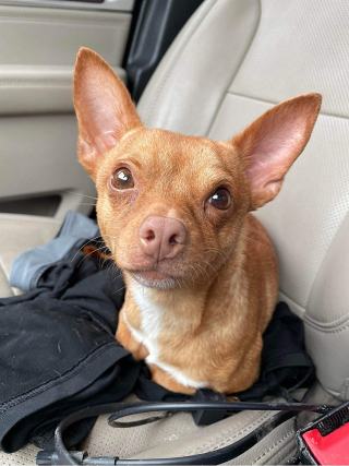 Illustration de l'article : Un homme essaye d’étrangler son chien parce qu’il a uriné sur sa veste