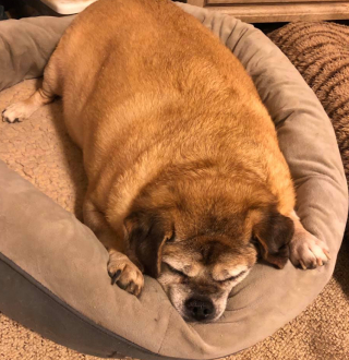 Illustration de l'article : Une entraîneuse fitness pour chien découvre la photo d'un Beagle obèse de 28 kilos et décide de le prendre en main