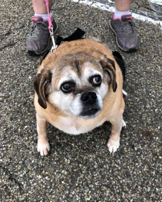 Illustration de l'article : Une entraîneuse fitness pour chien découvre la photo d'un Beagle obèse de 28 kilos et décide de le prendre en main