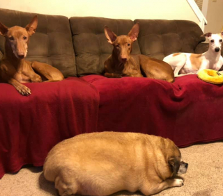 Illustration de l'article : Une entraîneuse fitness pour chien découvre la photo d'un Beagle obèse de 28 kilos et décide de le prendre en main