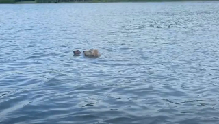 Illustration de l'article : Sauvé de la noyade par un adorable chien, ce faon est reconnaissant envers son sauveur