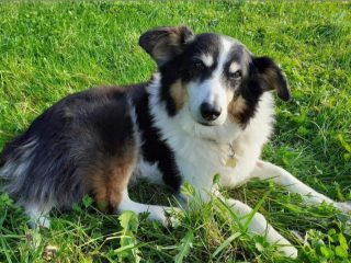 Illustration de l'article : Malgré sa lutte contre le cancer, ce chien continue de consacrer son énergie aux sauvetages d’autres animaux