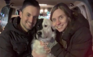 Illustration de l'article : Des milliers de partages sur les réseaux sociaux pour retrouver Harley, le chien volé dans une voiture pendant un déménagement