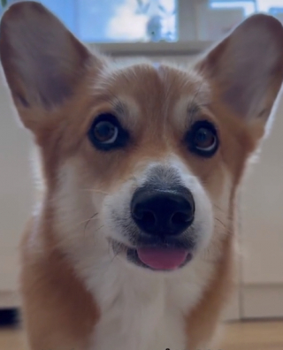 Illustration de l'article : Un chien a une occupation très originale pour passer le temps, lorsque ses propriétaires sont en télétravail (vidéo)