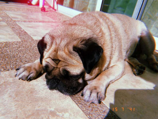 Illustration de l'article : Une propriétaire de chien passe des commandes supplémentaires sur Internet pour faire revenir le livreur préféré de son chien