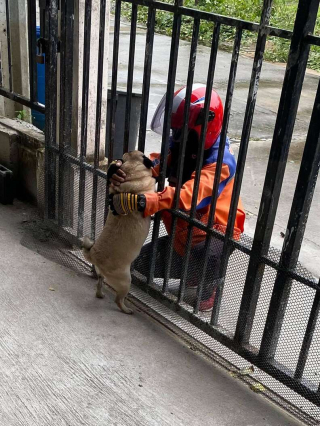 Illustration de l'article : Une propriétaire de chien passe des commandes supplémentaires sur Internet pour faire revenir le livreur préféré de son chien