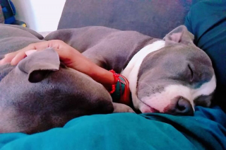 Illustration de l'article : 14 photos de chiens montrant qu'ils trouveront toujours le moyen de nous faire craquer