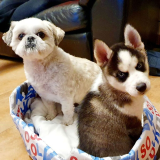 Illustration de l'article : 14 photos de chiens montrant qu'ils trouveront toujours le moyen de nous faire craquer